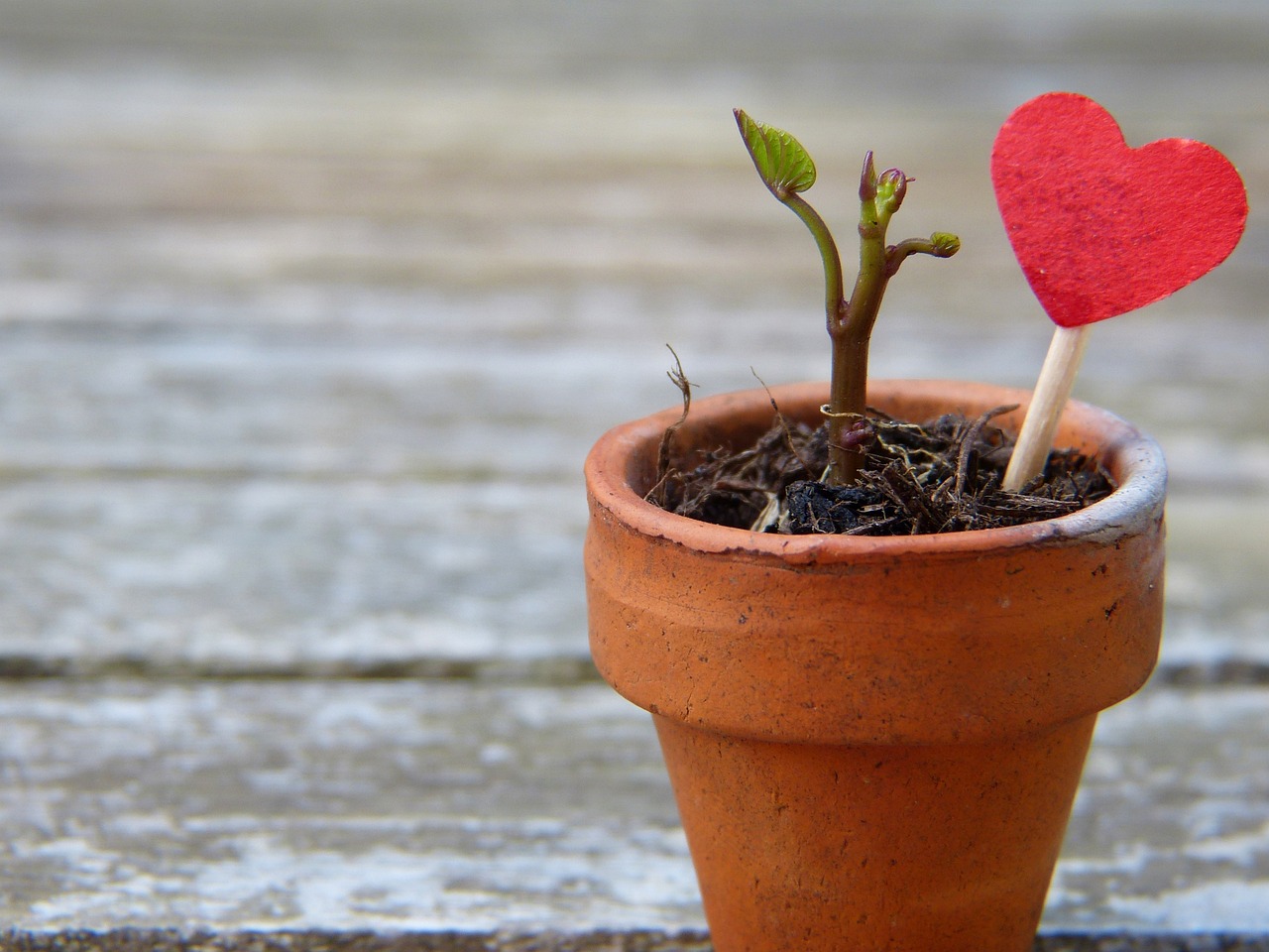 a plant in a pot to represent building self esteem